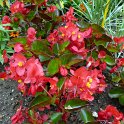 Begonia x semperflorens 'Big rouge'
